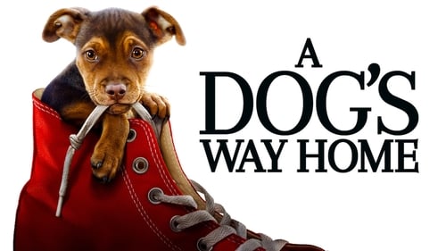 movies/2024-08-30/a-dogs-way-home-77XgzKNoLddbVt5mtoUxYz3wfMU.jpg