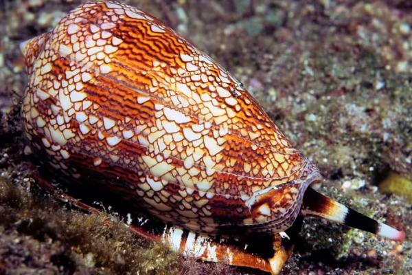 com/20241005/Qd3t9pqfhYZu-cone-snail.jpg