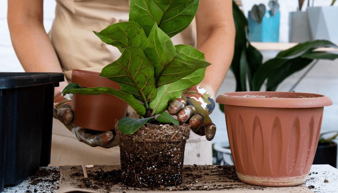 Ficus, useful tips for care