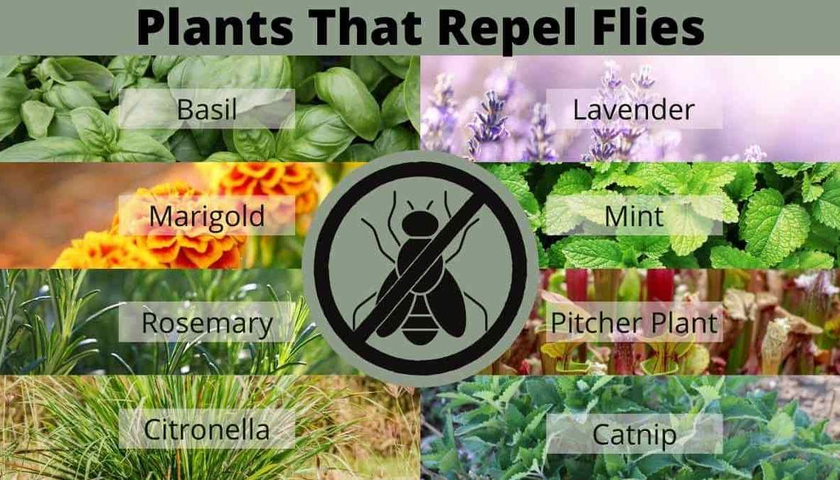 Plants that repel insects: a natural solution for your garden