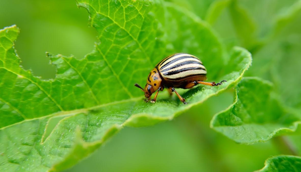 What are the insects you need to protect your yard from