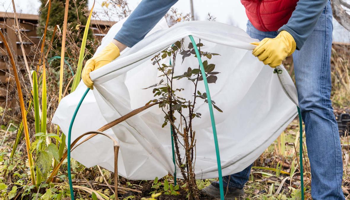 10 solutions for protecting outdoor plants against frost