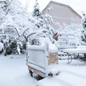 How to take care of your backyard trees in the cold season