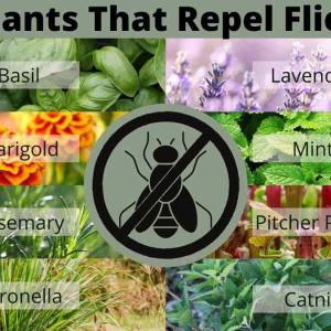 Plants that repel insects: a natural solution for your garden