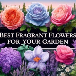 Flowers and fragrant plants, ideal for planting in the garden in spring