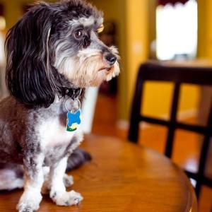 How to choose the perfect pet for apartment living