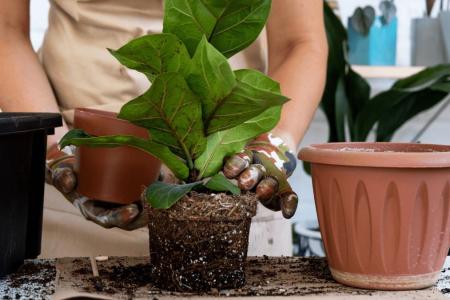 Ficus, useful tips for care