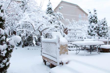 How to take care of your backyard trees in the cold season