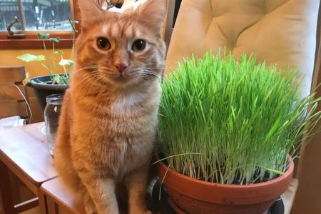 Nepeta (cat grass)