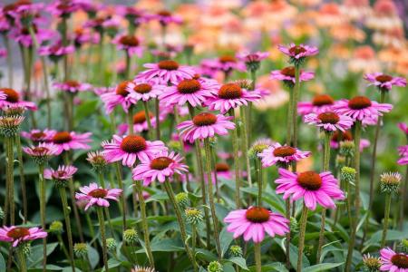 Echinacea flowers