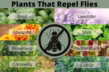 Plants that repel insects: a natural solution for your garden