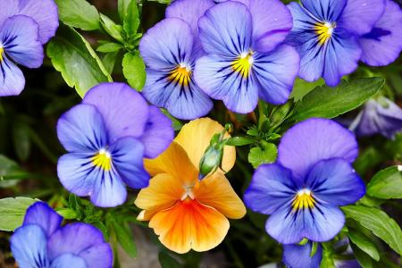 Purple and yellow pansies