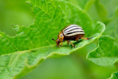 What are the insects you need to protect your yard from