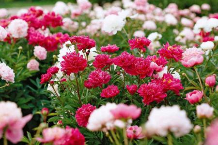 Peonies flowers