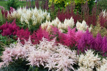 Astilbe flowers