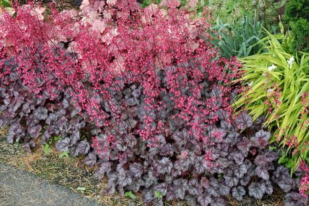 Heuchera (coral bells)