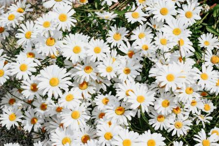 Daisies flowers