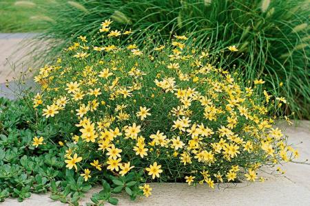 Coreopsis