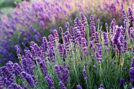 Lavender flowers