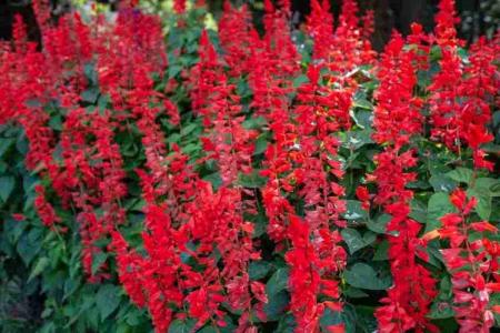 Sage flowers