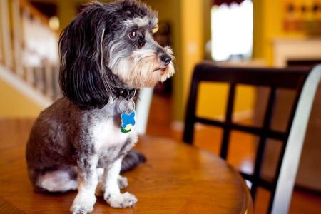 How to choose the perfect pet for apartment living