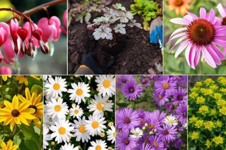 Types of perennial flowers to plant in the spring in the yard, with immediate flowering - with Photos