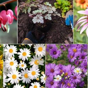 Types of perennial flowers to plant in the spring in the yard, with immediate flowering - with Photos