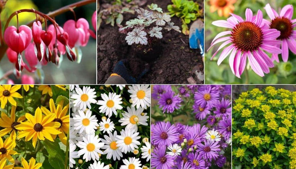 Types of perennial flowers to plant in the spring in the yard, with immediate flowering - with Photos