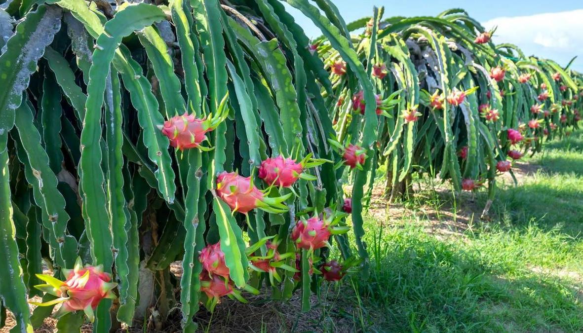 Dragon fruit - practical guide for the care and planting of this exotic fruit in your garden