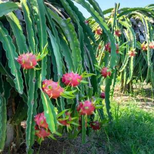 Dragon fruit - practical guide for the care and planting of this exotic fruit in your garden