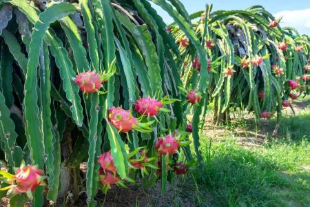 Dragon fruit - practical guide for the care and planting of this exotic fruit in your garden