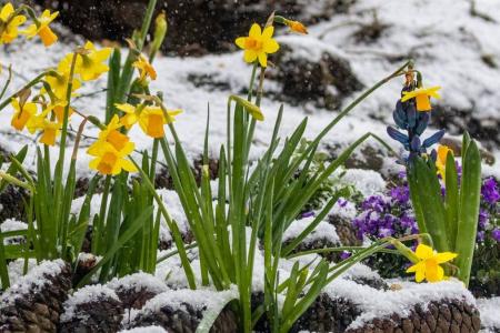 Top 15 hardy outdoor plants that survive winter