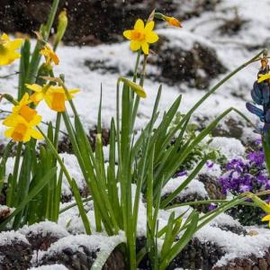 Top 15 hardy outdoor plants that survive winter