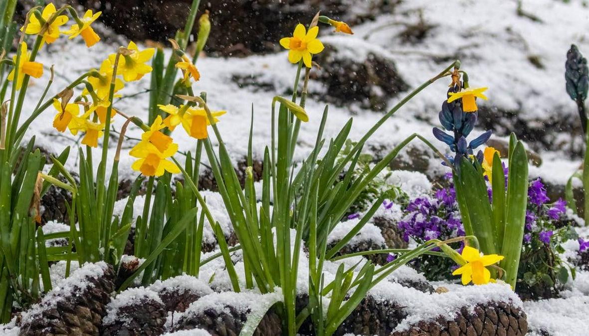 Top 15 hardy outdoor plants that survive winter